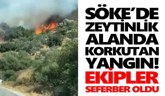 Söke’de zeytinlik alanda korkutan yangın! Ekipler seferber oldu