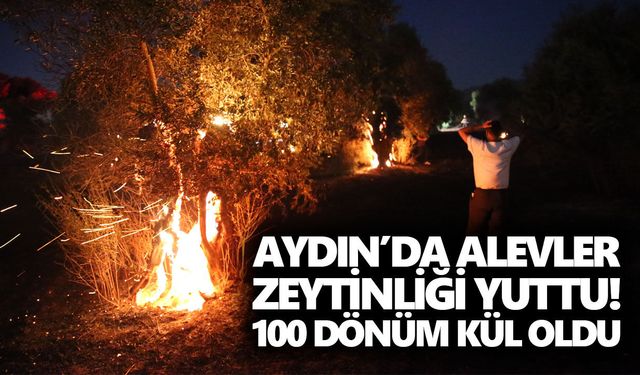 Aydın’da alevler zeytinliği yuttu! 100 dönüm kül oldu