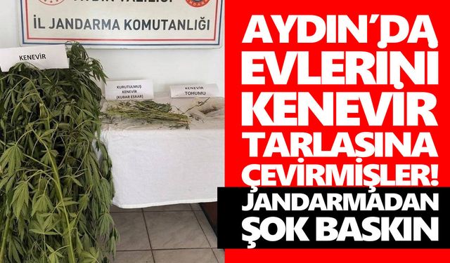 Aydın’da evlerini kenevir tarlasına çevirmişler! Jandarmadan şok baskın