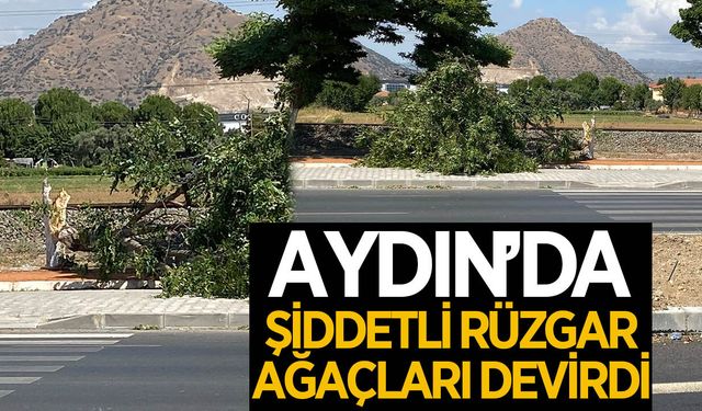 Aydın'da şiddetli rüzgar ağaçları devirdi