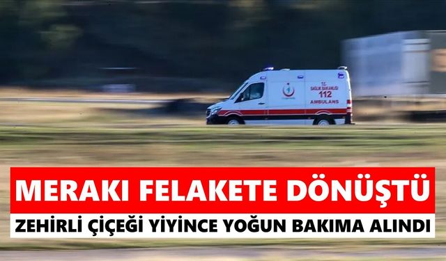 Aydın'da zakkum merakı canından ediyordu