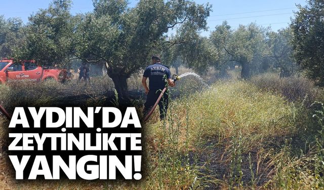 Aydın’da zeytinlikte yangın!