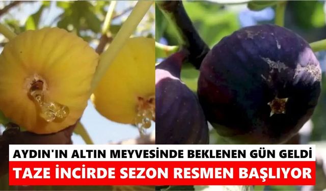 Aydın'ın altın meyvesinde beklenen gün geldi! Taze incirde sezon resmen başlıyor