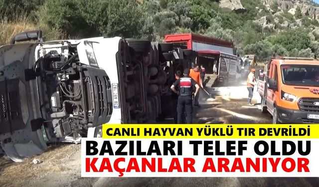 Canlı hayvan yüklü tır devrildi: Bazıları telef oldu, kaçanlar aranıyor