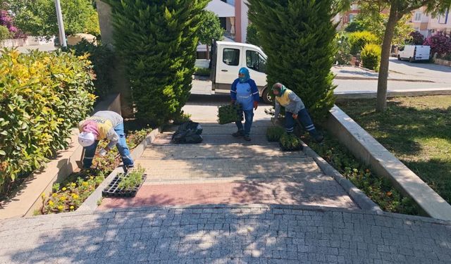 Didim Belediyesi kendi ürettiği çiçeklerle kenti renklendiriyor