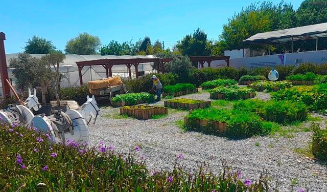 Didim Belediyesi üretimde vites yükseltti! Fidanlıktan sofralara uzanan model