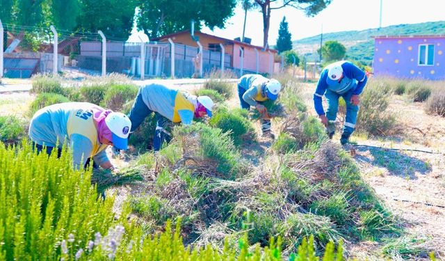 Didim'de lavanta hasadı başladı! Üretim aromatik ürünlerle devam edecek