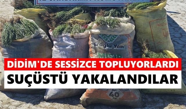 Didim'de sessizce topluyorlardı: Jandarma suçüstü yakaladı