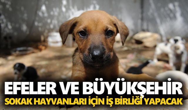 Başkan Yetişkin’e yetki verildi! Efeler ve Büyükşehir arasında protokol imzalanacak