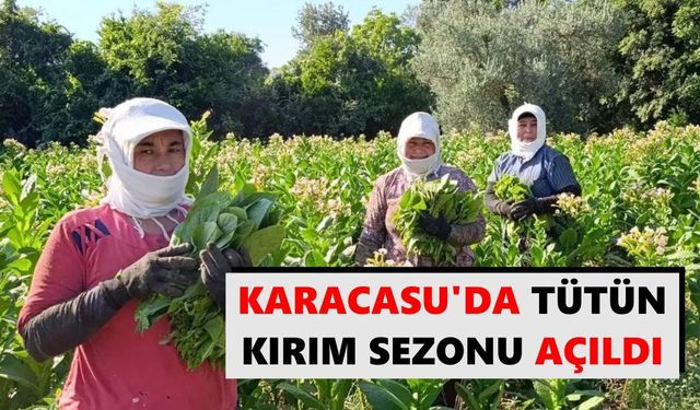 Karacasu'da tütün kırım sezonu açıldı