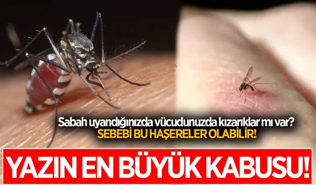 Geceleri kaşınarak mı uyanıyorsunuz? Sizi ne ısırıyor olabilir? İşte cevabı...