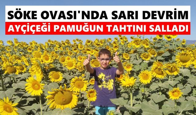 Söke Ovası'nda sarı devrim: Ayçiçeği pamuğun tahtını salladı