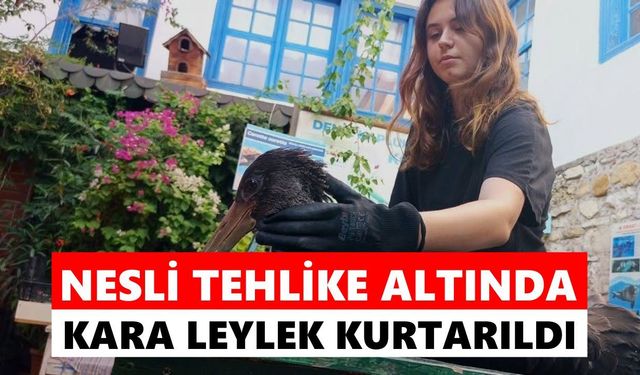 Söke'de nesli tükenme tehlikesindeki kara leylek kurtarıldı