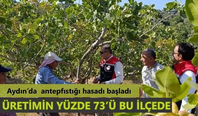 Aydın’da antepfıstığı hasadı başladı