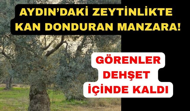 Aydın'daki zeytinlikte 53 yaşındaki adam ölü bulundu