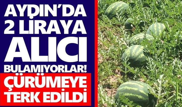 Aydın’da 2 liraya alıcı bulamıyorlar! Çürümeye terk edildi