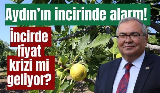 Aydın’ın incirinde kritik sezon! Üreticinin gözü şimdi fiyatta