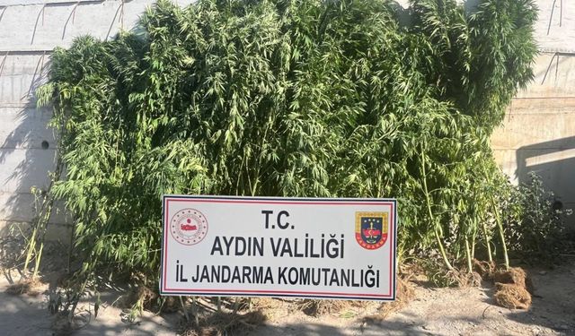 Efeler’de jandarma baskını! Evden 250 kök çıktı