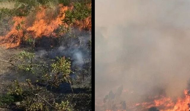 Aydın'ın Çine ilçesinde korkutan yangın: Ekipler seferber oldu