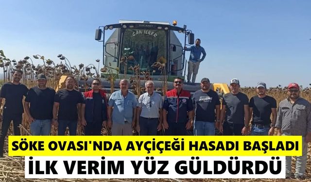 Söke Ovası’nda ayçiçeği hasadı başladı! İlk verim yüz güldürdü