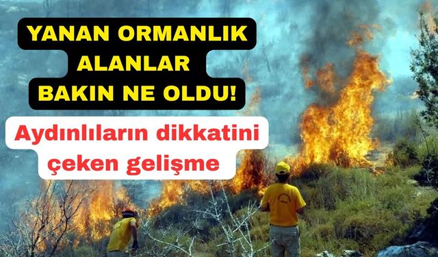 Küle dönen ormanlık alanlarda örnek çalışma
