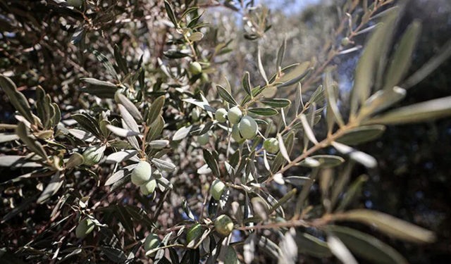 Aydın'da zeytin üreticilerine çok önemli uyarı