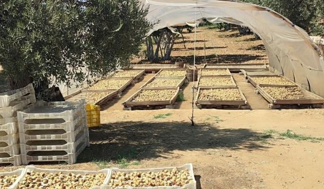 İncir üreticisinin bekleyişi sürüyor: Gözler Tariş'te!
