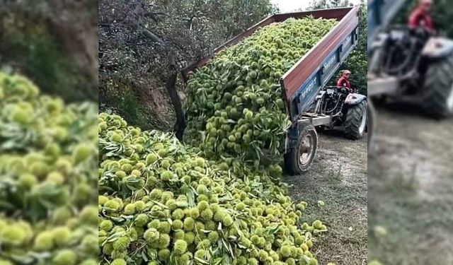 Aydın'da kestane hasadı başladı