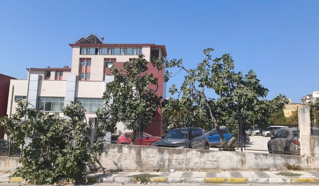 Söke’de incirler meyve verdi, hüzünlü türkü geri döndü