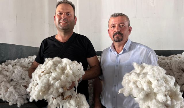 Aydın’da ilk pamuk TARİŞ’e geldi! Üreticinin 2026 fiyat beklentisi belli oldu