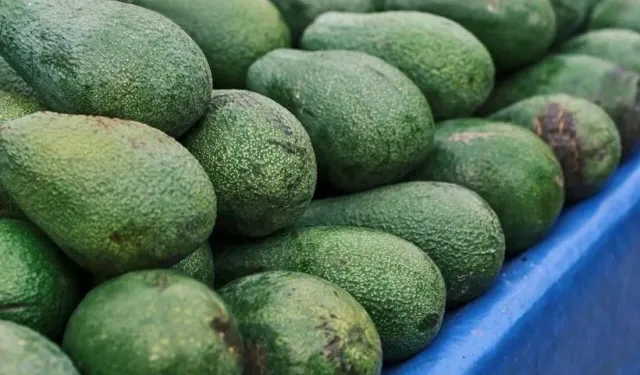 Yeşil altın avokado peynir ekmek gibi satılıyor: Dönüm başı 400 bin TL kazandırıyor