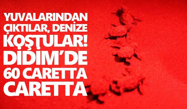 Yuvalarından çıktılar, denize koştular! Didim’de 60 caretta caretta