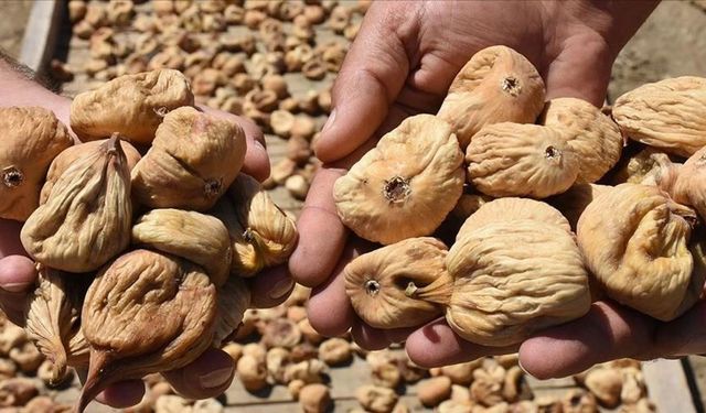Aydın inciri ihracatta yüzleri güldürdü