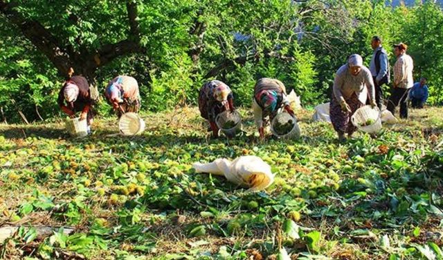 Nazilli’de kestane üreticisinin beklediği haber geldi