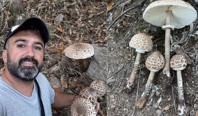 Nazilli'de  tömbecik hareketliliği
