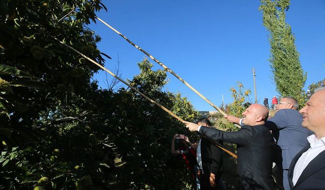 Aydın Valisi Varol, kestane hasadına katıldı