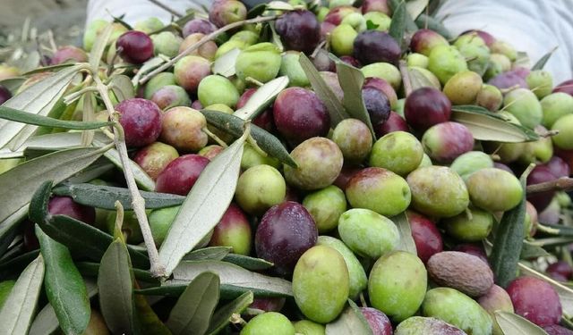 Aydın'da zeytin hasadı krizle başladı: Maliyeti 104 lira olan ürün tarlada 15 liraya düştü
