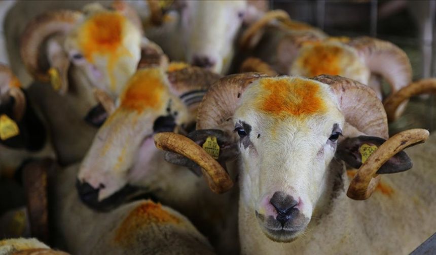 Kurban Hizmetlerinin Uygulanmasına Dair Tebliğ, Resmi Gazete'de