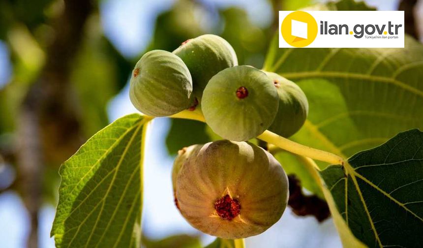 Kuyucak’ta verimli tarım arazisi satışa çıkıyor