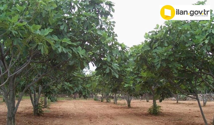 Karpuzlu'da zeytinlik ve incir bahçesi mahkemeden satılık