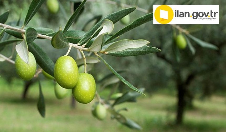 Buharkent'te mahkemeden satılık zeytin bahçesi