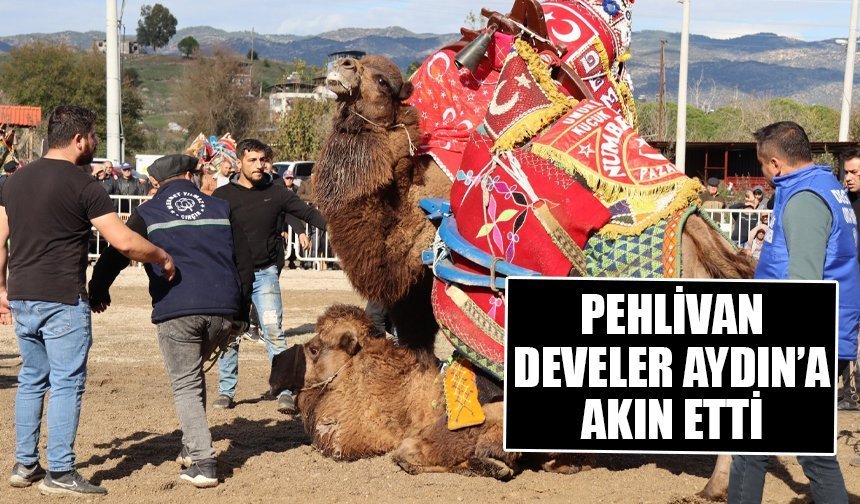 Aydın’da sezonun ilk deve güreşi Karpuzlu’da yapıldı
