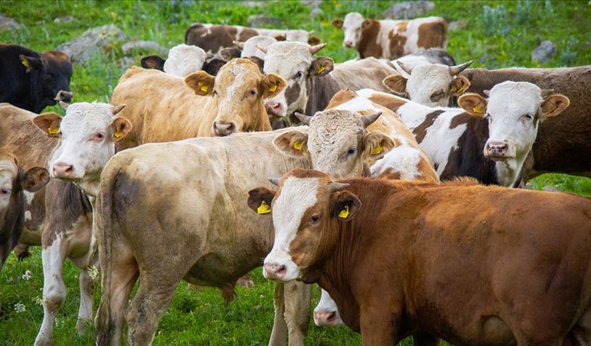 TARSİM 2023'te 19,7 milyon büyük ve küçükbaş hayvanı sigortaladı