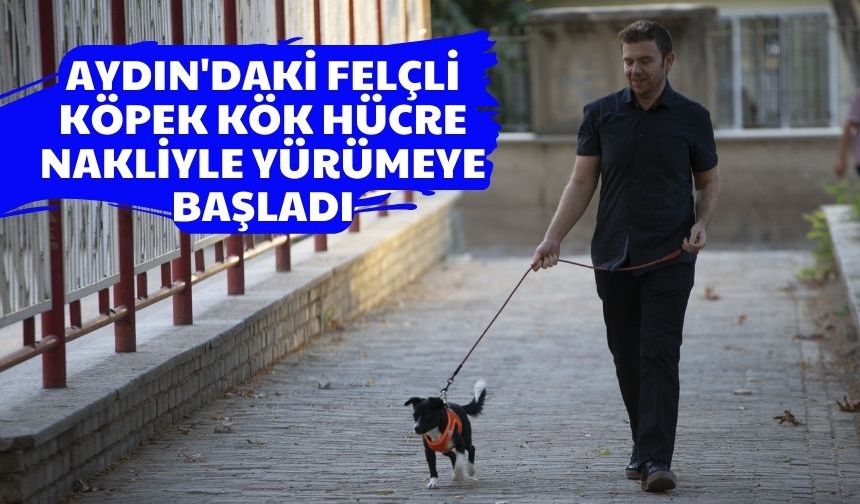 Aydın'daki felçli köpek, kök hücre nakliyle yürümeye başladı