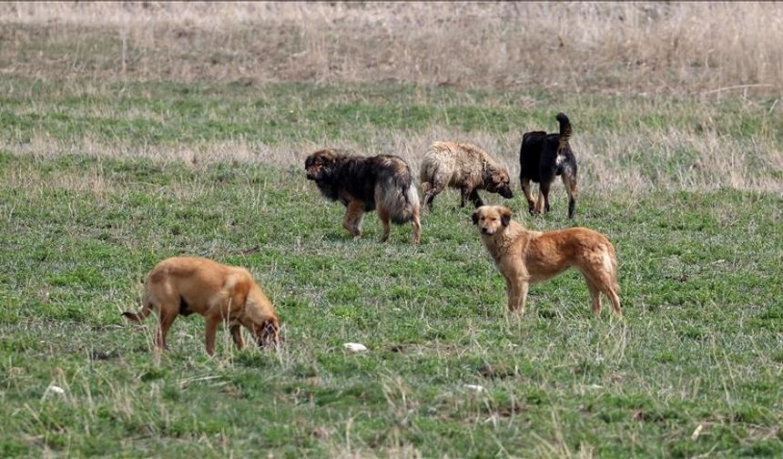 AYM, sahipsiz hayvanlarla ilgili yasal düzenlemenin iptal istemini reddetti