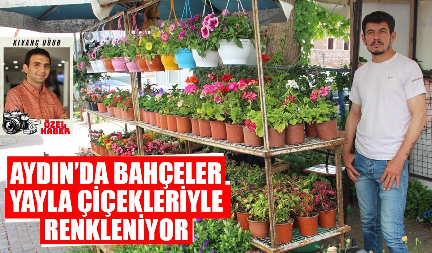 Aydın’da bahçeler, yayla çiçekleriyle renkleniyor