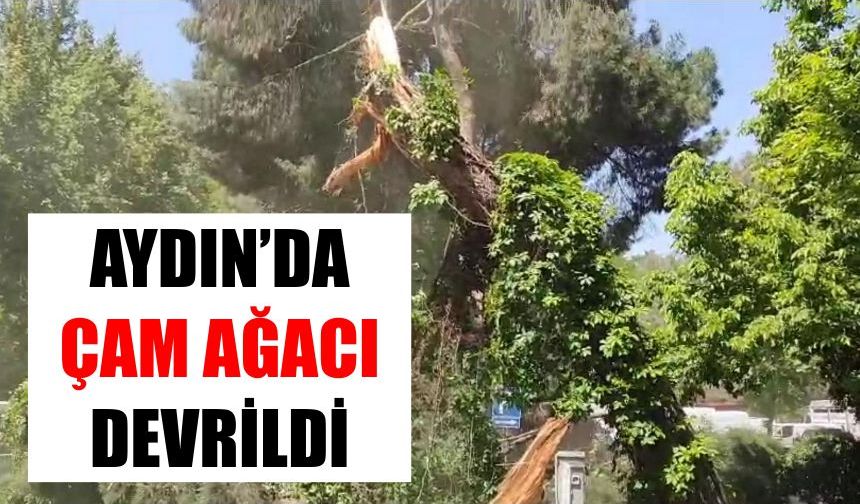 Aydın’da çam ağacı devrildi