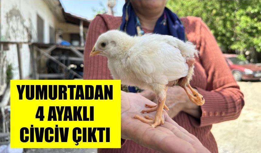 Yumurtadan 4 ayaklı civciv çıktı