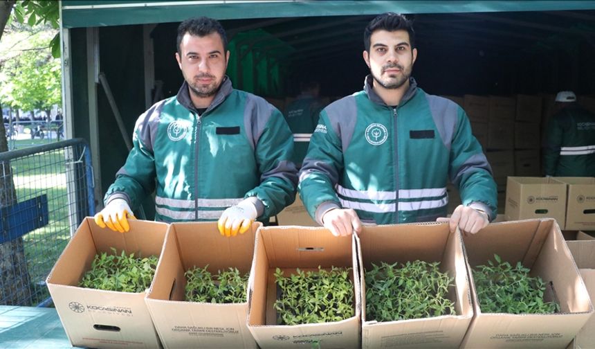 Üreticilere 550 bin organik domates fidesi dağıtıldı