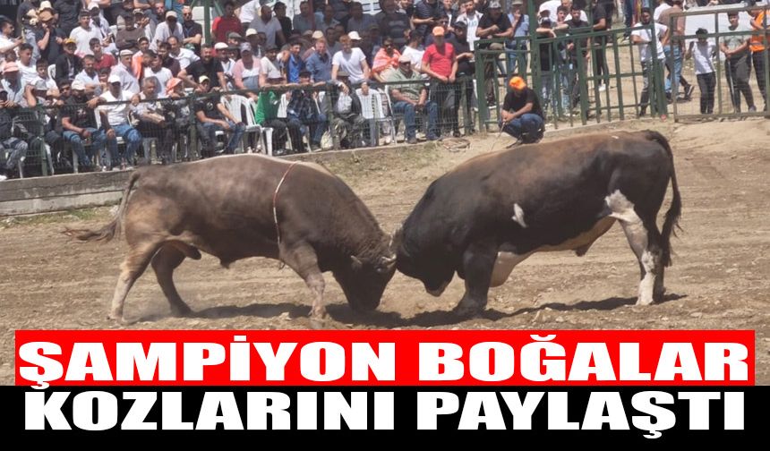 Güreşseverler Atça'da buluştu